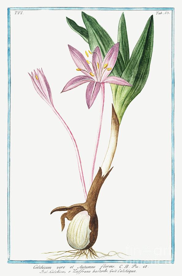 Colchique ca. 1772 1793 by Bonelli Painting by Shop Ability Fine Art America