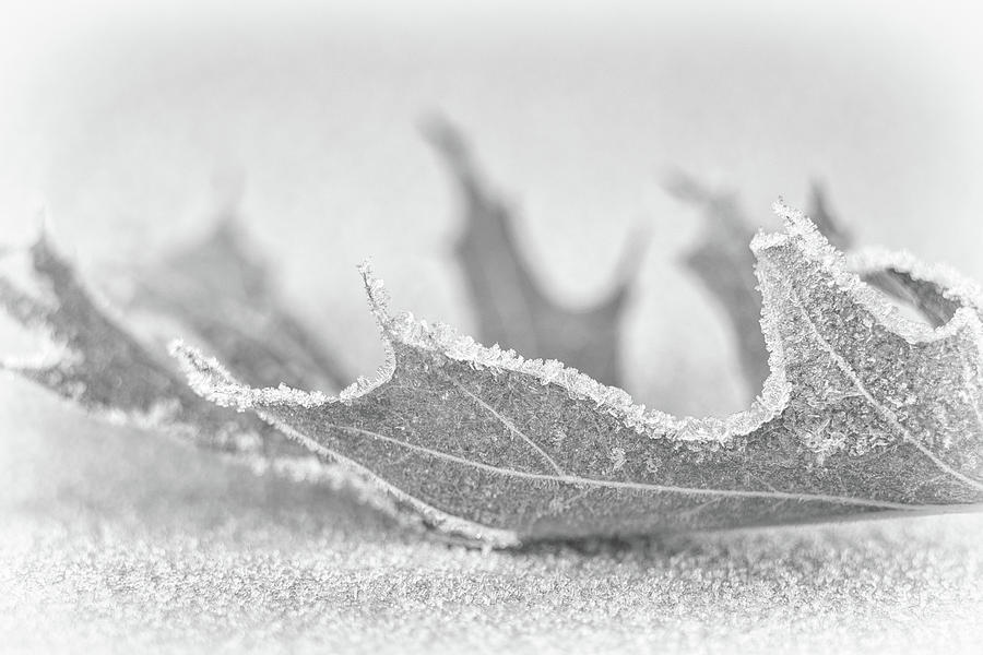 Cold A Frosty Leaf Photograph