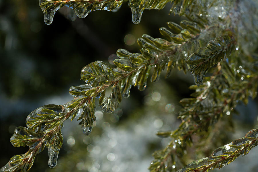 Cold And Brittle by Karol Livote Cold And Brittle by Karol Livote
