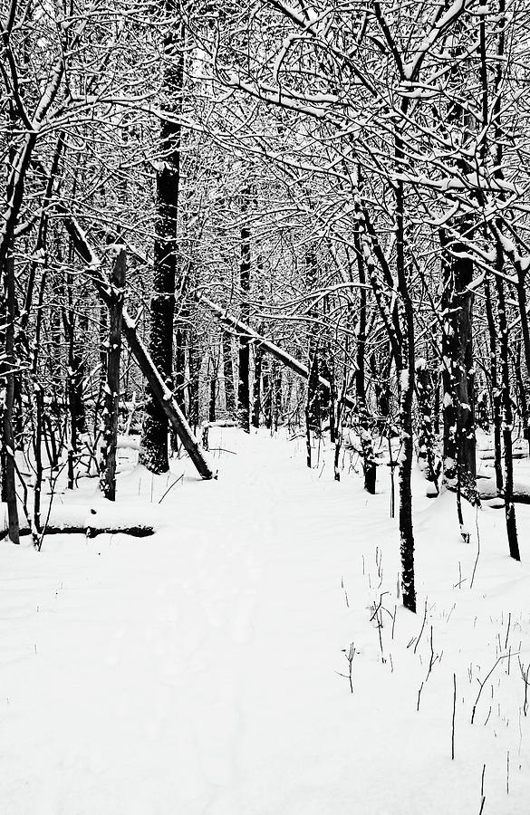 Cold And Crisp Winter Forest I Black And White Photograph by Debbie Oppermann