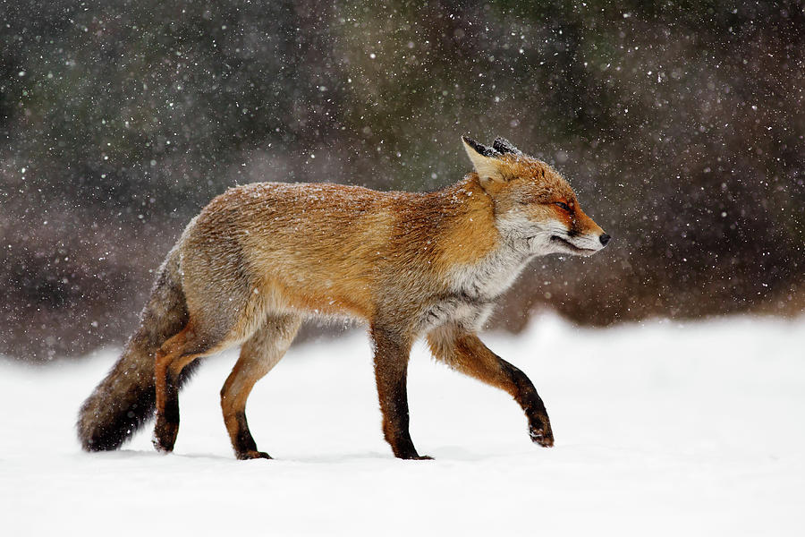 Mammal Photograph - Cold as Ice - Red Fox in a Snow Blizzard by Roeselien Raimond