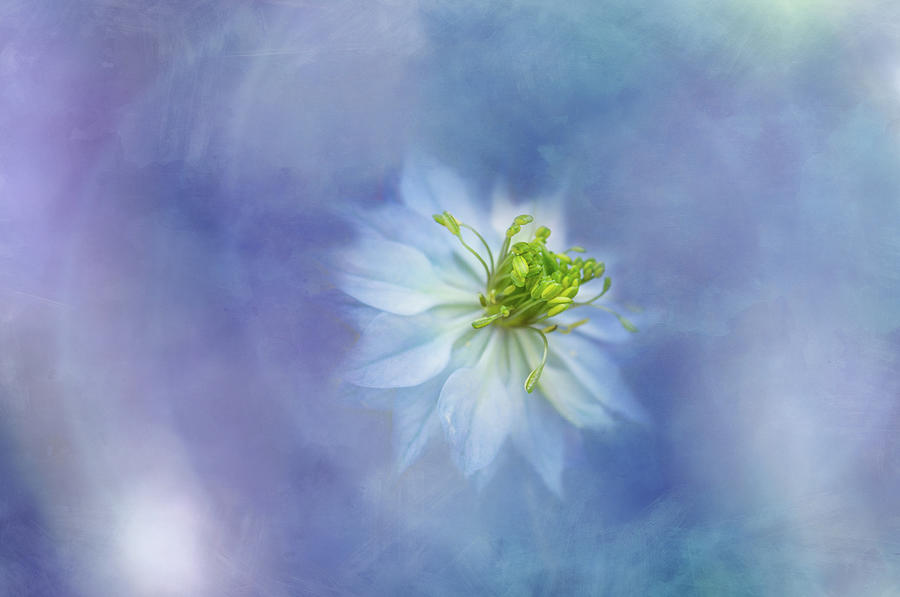 Cold Blue Nigella Digital Art by Terry Davis