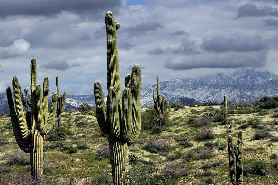 Cold day in the desert Photograph by Gene Lower - Fine Art America