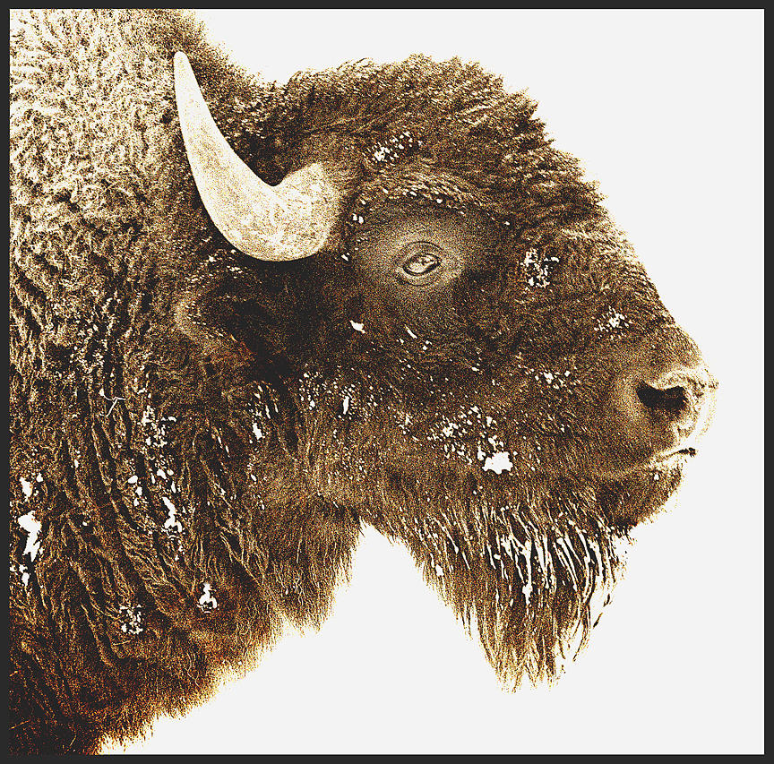 Buffalo Photograph - Cold Day by Ronald Seymour
