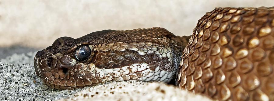 Cold-Eyes - Southern Pacific Rattlesnake Photograph by KJ Swan
