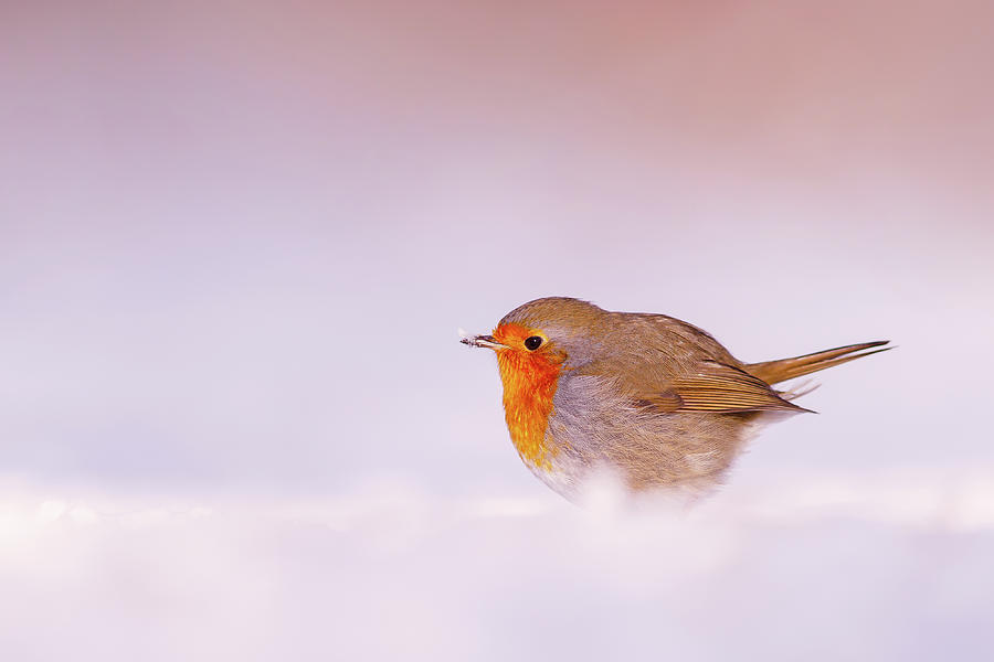 Christmas Photograph - Cold Feet, Warm Heart by Roeselien Raimond
