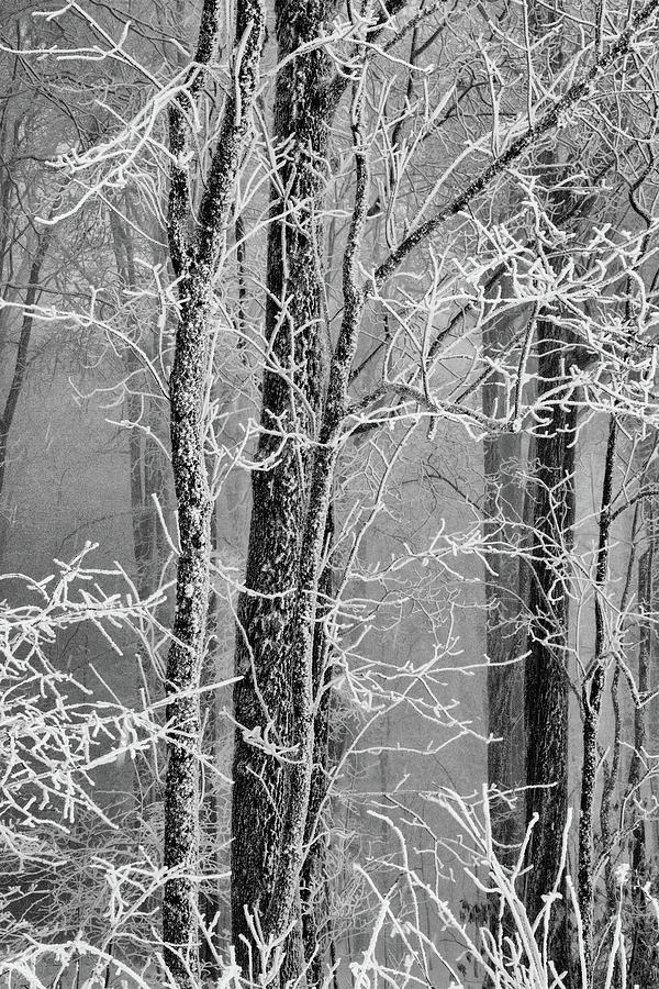 Cold Forest Contrast Photograph by John Haldane