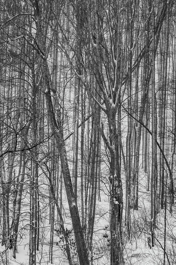 Cold Forest in Winter Photograph by John Haldane