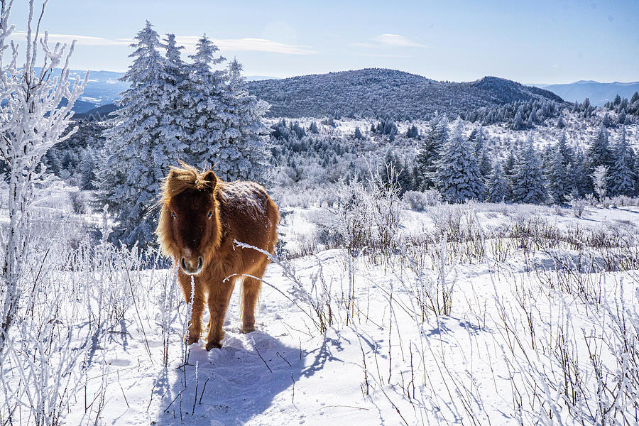 Cold horse Photograph by Tyler Penland