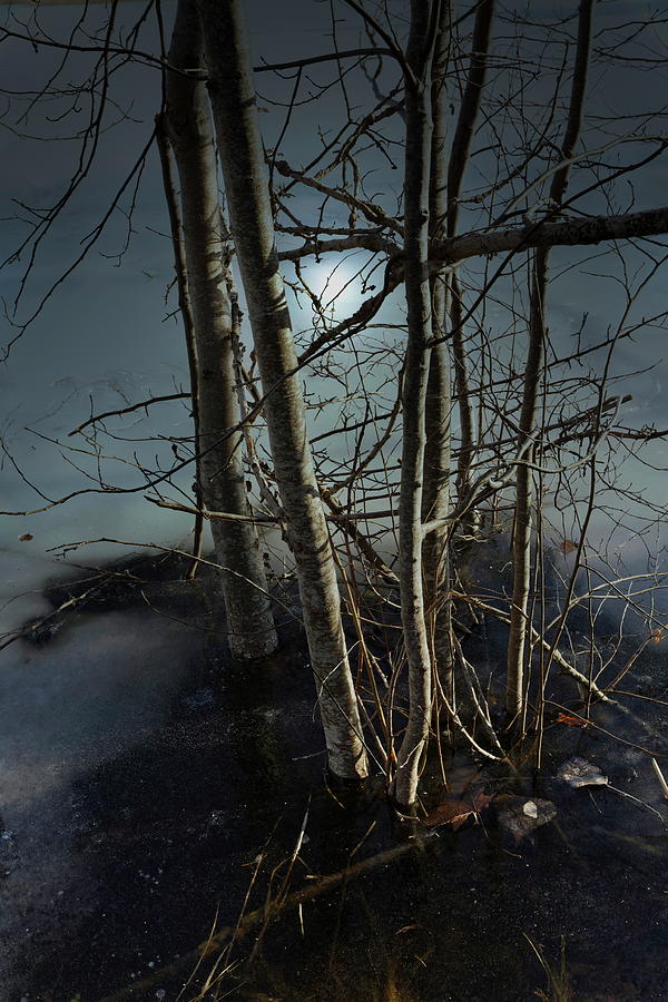 Cold March In Reflection Latvia  Photograph by Aleksandrs Drozdovs