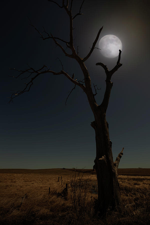 Tree Photograph - Cold Moon by Aaron J Groen