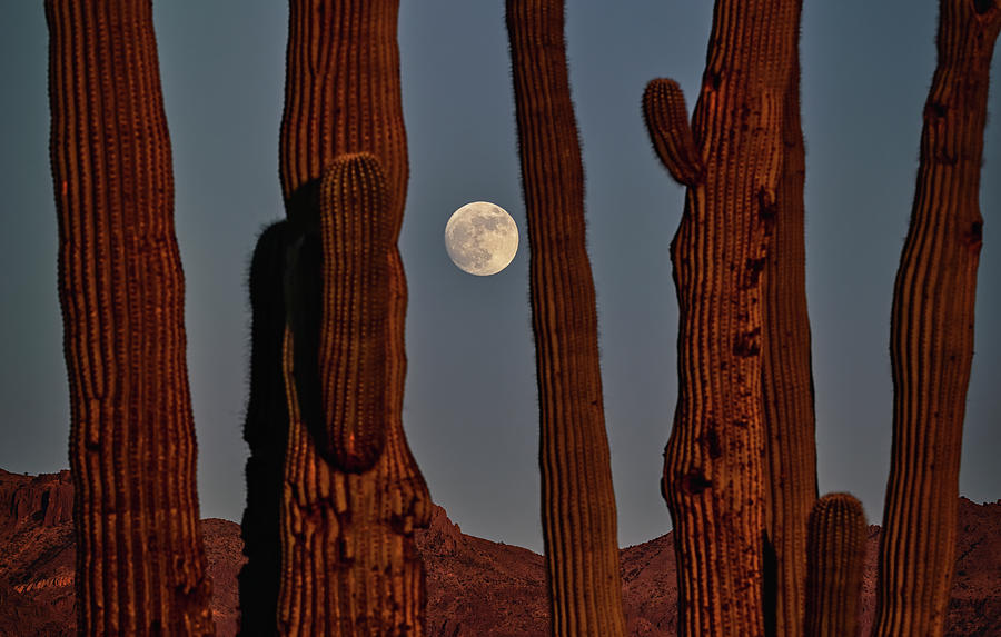 Cold Moon Through The Saguaro Part II  Photograph by Saija Lehtonen