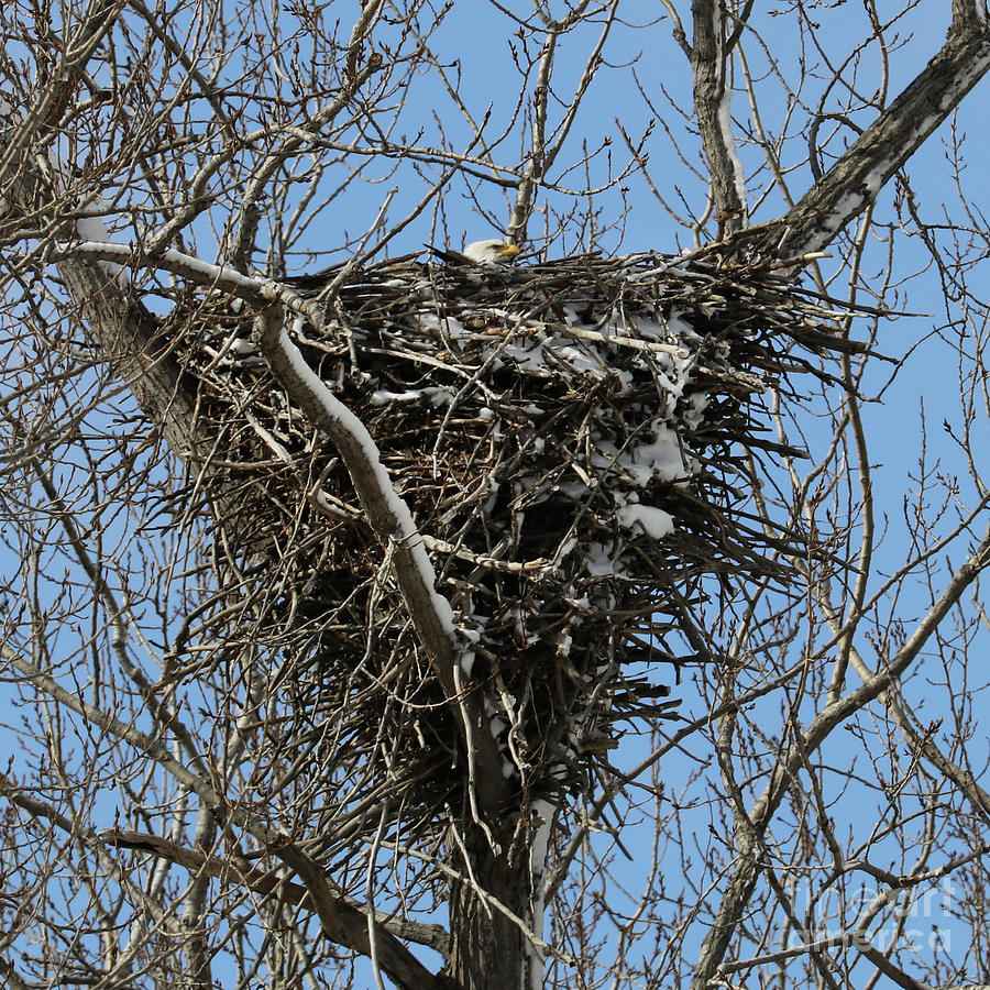 Cold Morning on the Nest  2643 Photograph by Jack Schultz