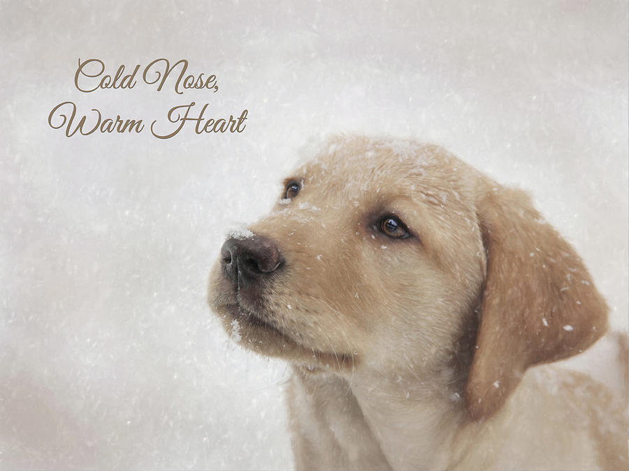 Christmas Photograph - Cold Nose Warm Heart by Lori Deiter