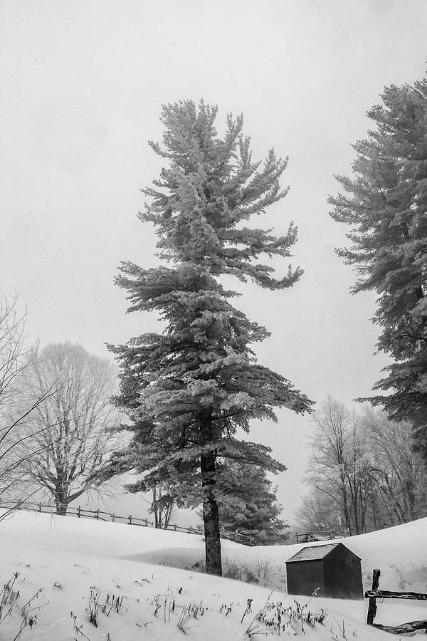 Cold Old Pine Tree Photograph by John Haldane