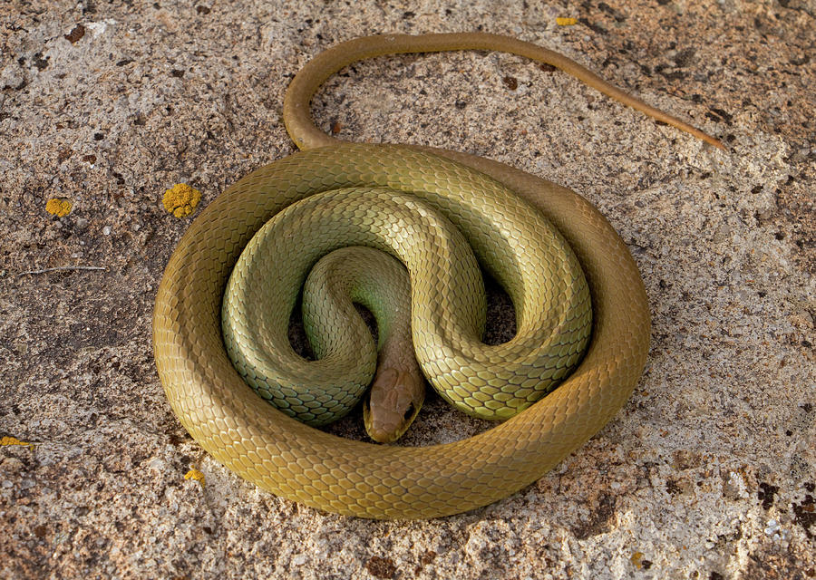 Cold Snake Photograph by Kent Keller
