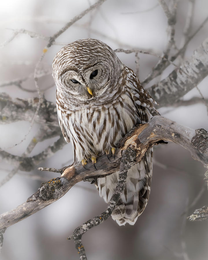 Cold Stare Photograph by James Overesch