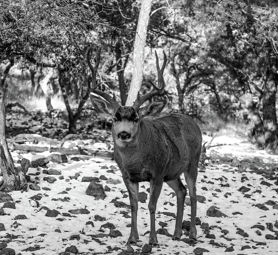 Cold Stare - Mule Deer Buck BW Photograph by Renny Spencer
