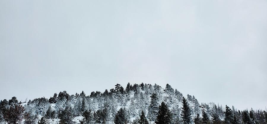 Tree Photograph - Cold Top by Mike Reilly