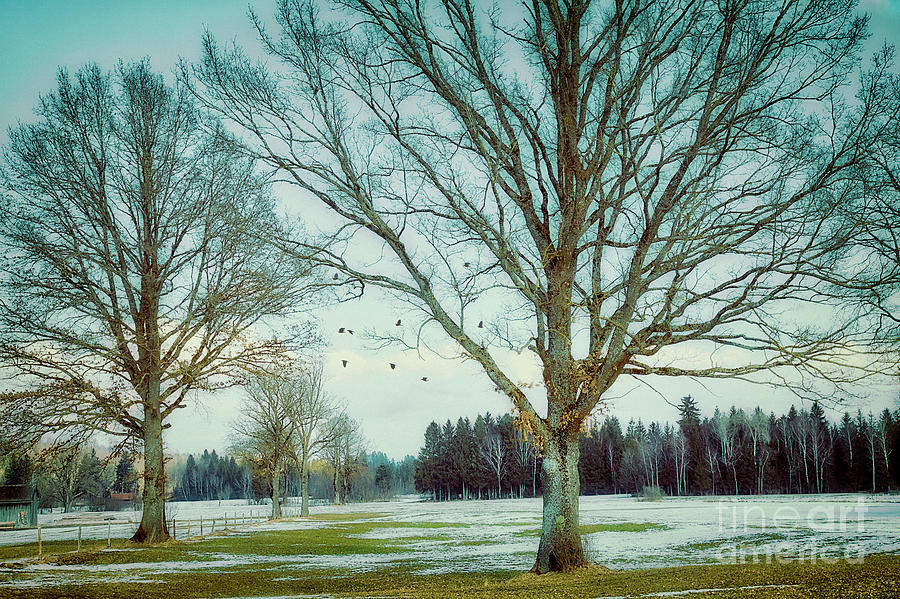 Cold Trees Photograph by Edmund Nagele FRPS