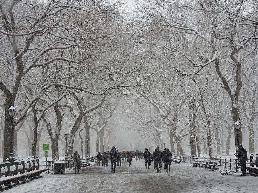 Cold tunnel of trees Photograph by Veronica Moreno - Fine Art America