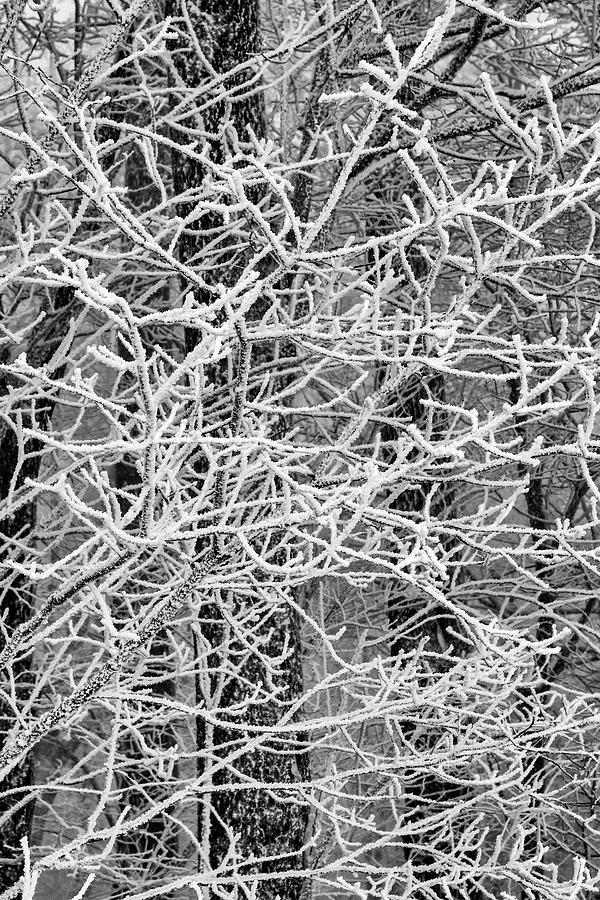 Cold Twigs Covered in Snow Photograph by John Haldane