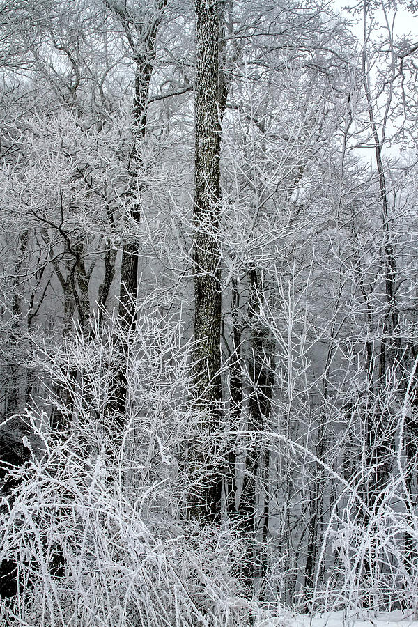 Cold White Trees During a Storm Photograph by John Haldane