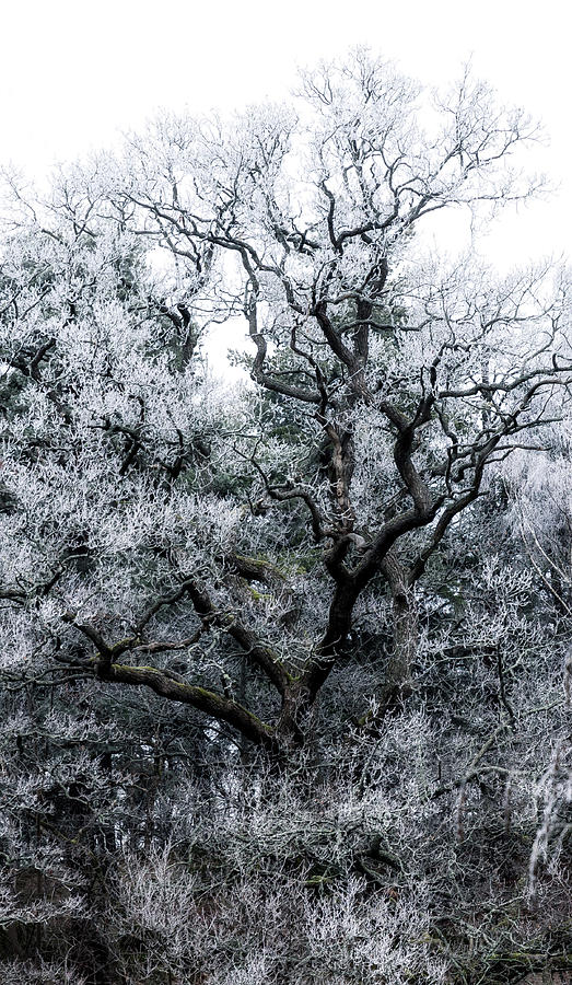 Winter Photograph - Cold Winter Tree by Nicklas Gustafsson