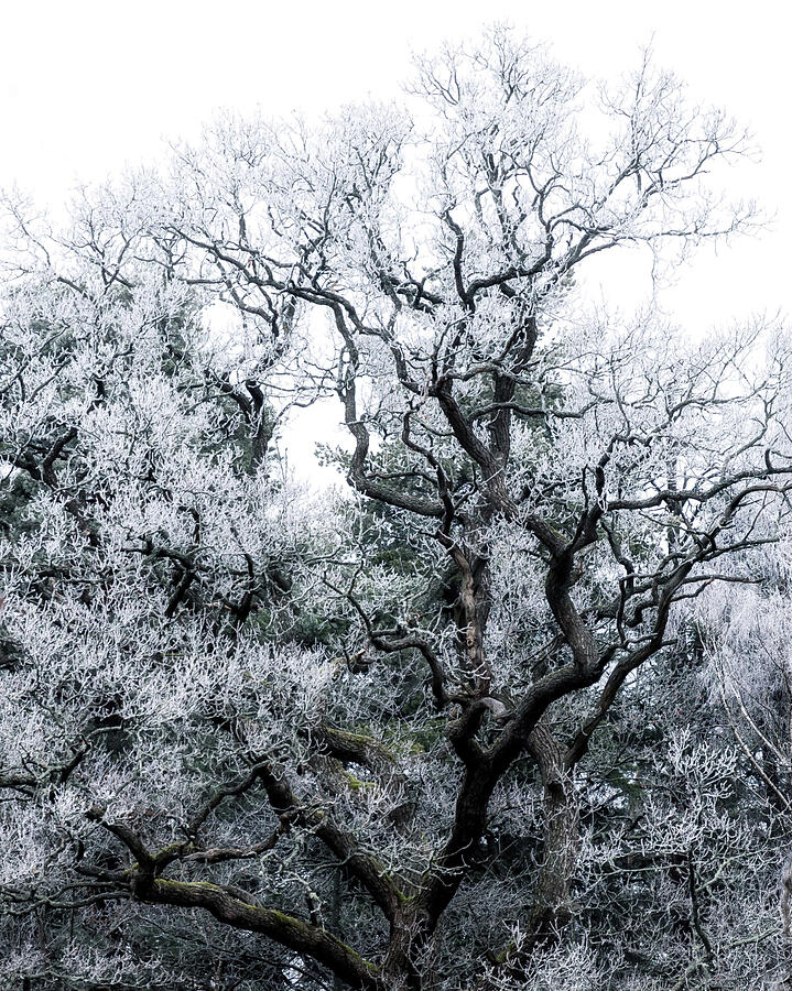 Winter Photograph - Cold Winter Tree v2 by Nicklas Gustafsson