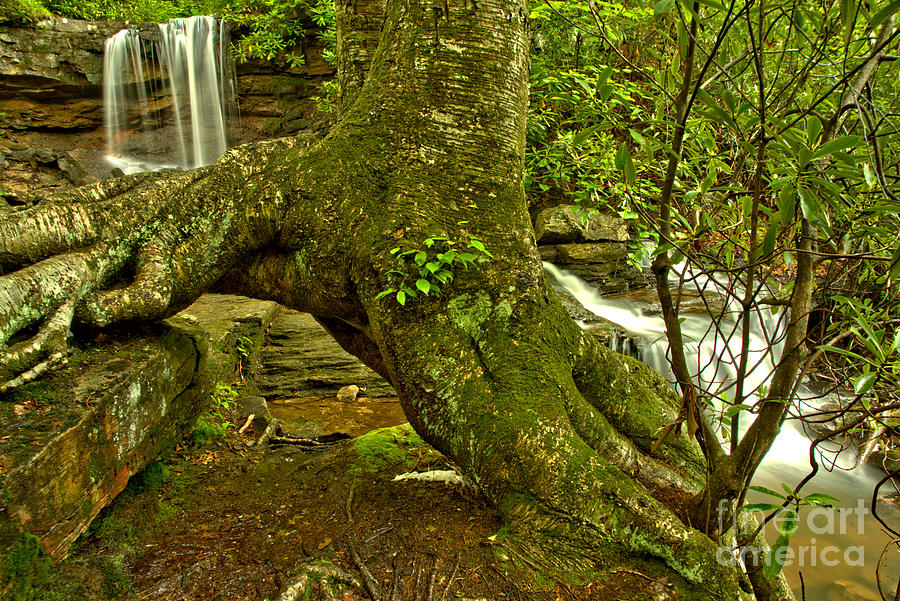 Cole Run Falls Through The Roots Photograph by Adam Jewell