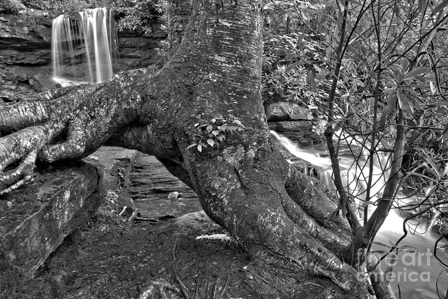 Cole Run Falls Through The Roots Black And White Photograph by Adam Jewell