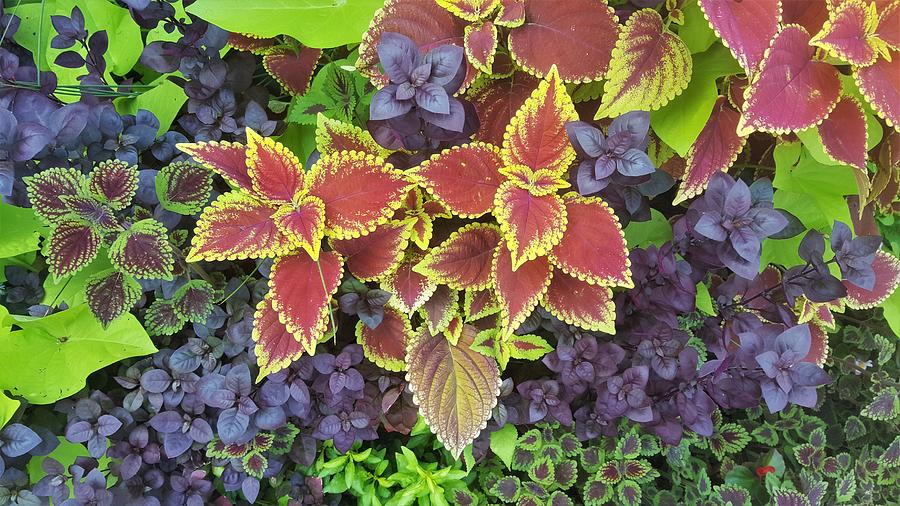Coleus and Companions Photograph by Sheila Brown