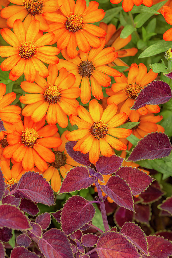 Coleus and Orange Zinnia Photograph by Cate Franklyn