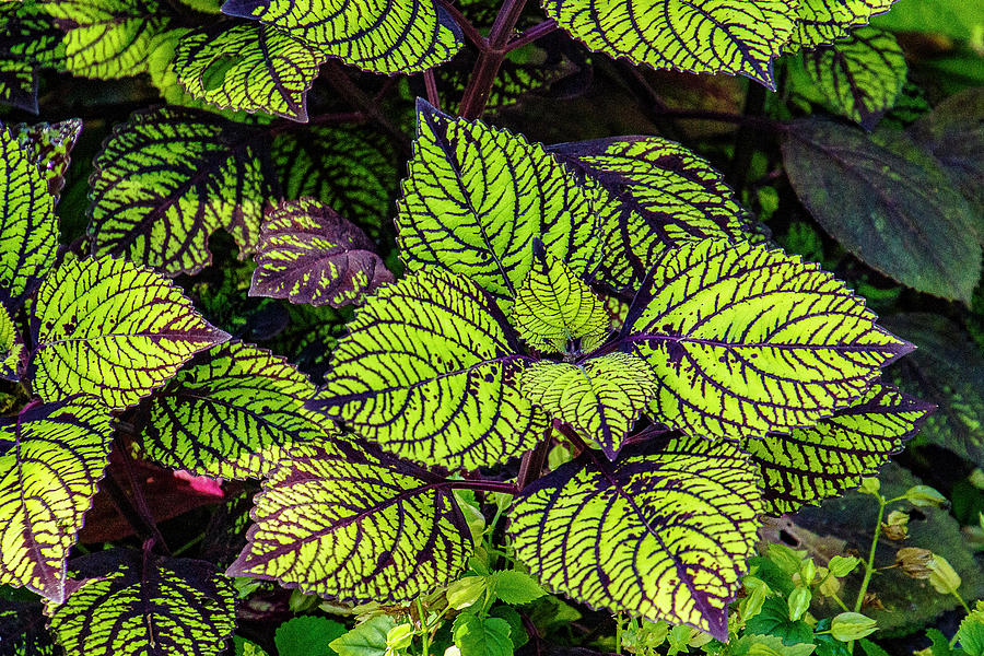 Coleus Photograph by Bill Barber