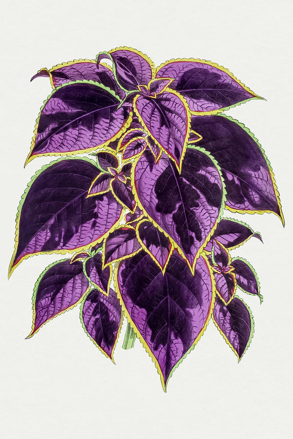 Summer Drawing - Coleus Plant by Mango Art