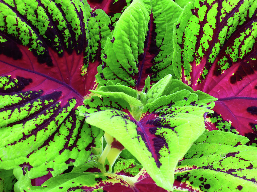 Coleus Up Close And Personal Photograph by Leslie Montgomery