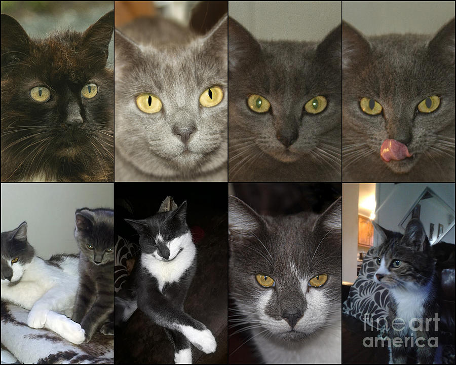 Collage Of Cats Photograph