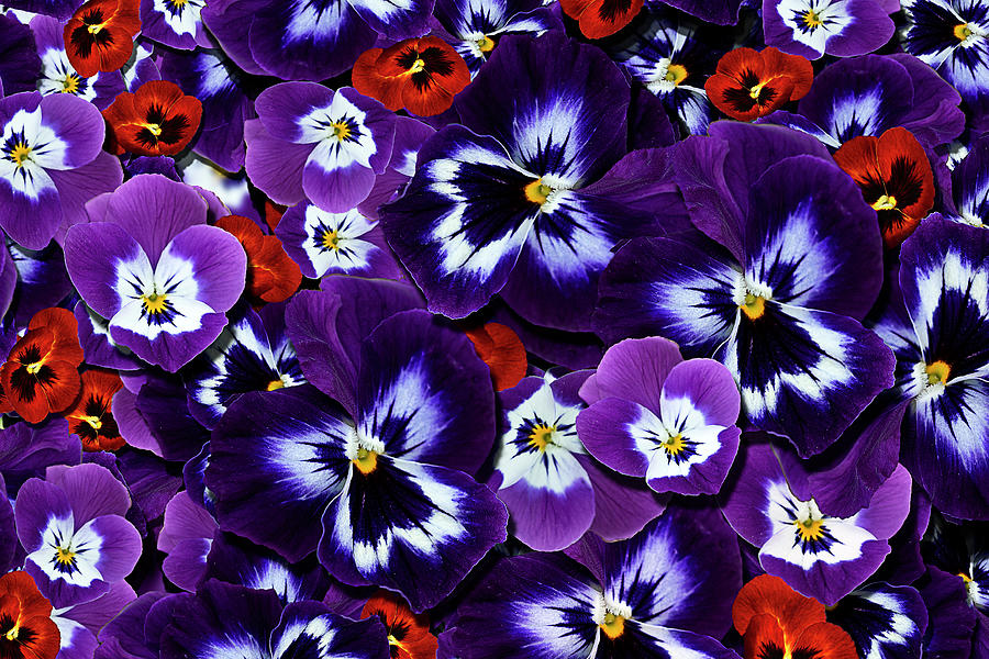 Collage of Pansies Photograph by Vanessa Thomas