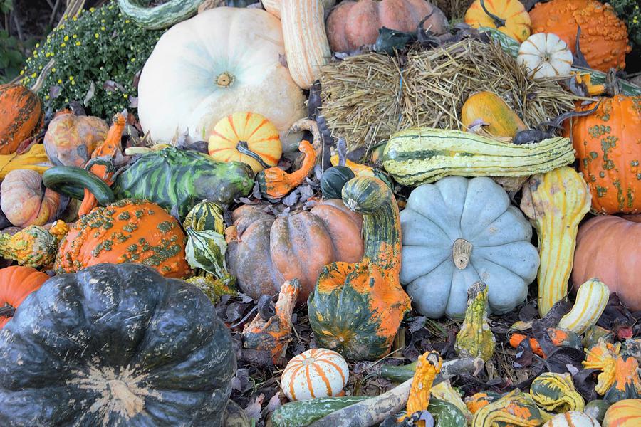Collage of Pumpkins and Gourds Photograph by Joseph Skompski