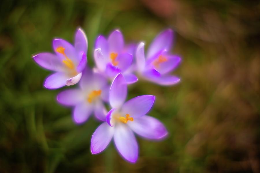 Flowers Still Life Photograph - Collage of Spring Crocuses by Mike Reid