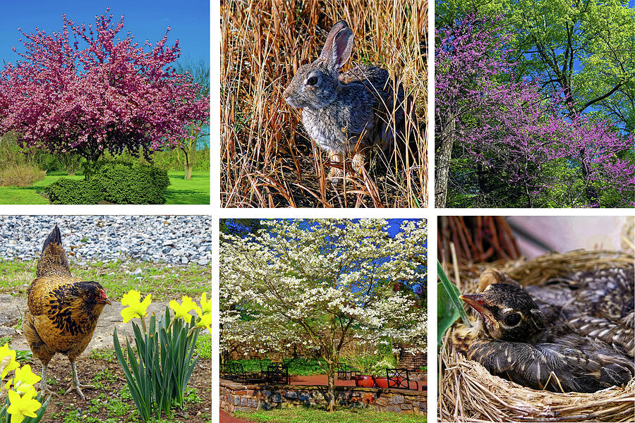 Collage of Spring Photograph by Sally Weigand
