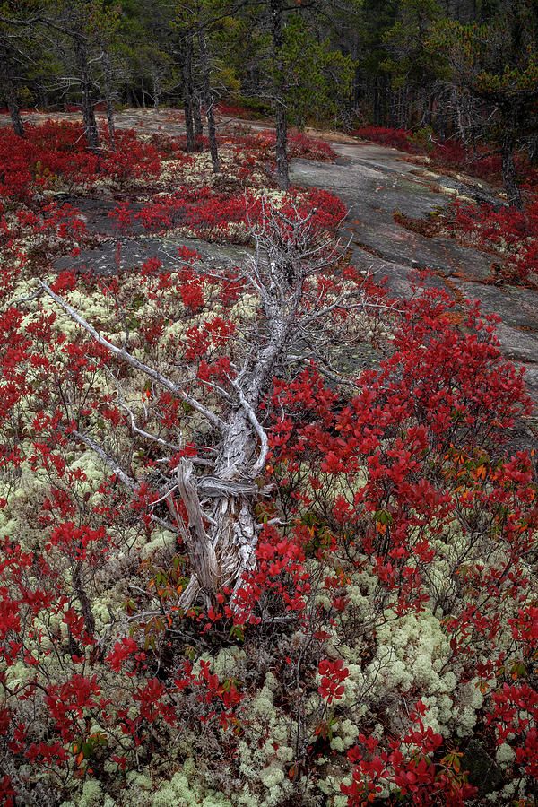 Collapsed In Red Photograph by Irwin Barrett