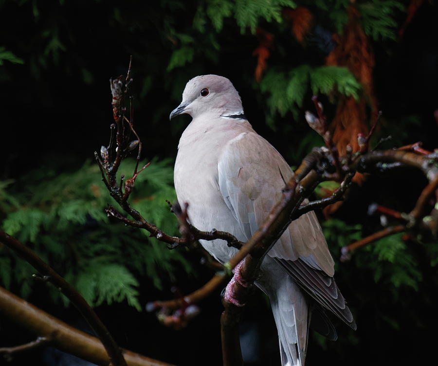 Collard Dove Photograph by Jeff Townsend