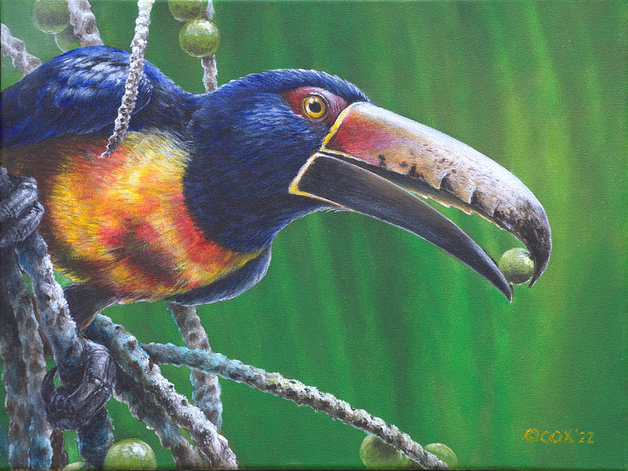 Collared Aracari Painting by Christopher Cox