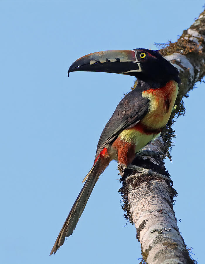Toucan Photograph - Collared Aracari by William Mertz Photography