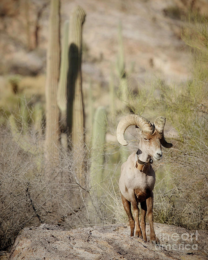 Collared Bighorn in Desert Photograph by Diane Enright