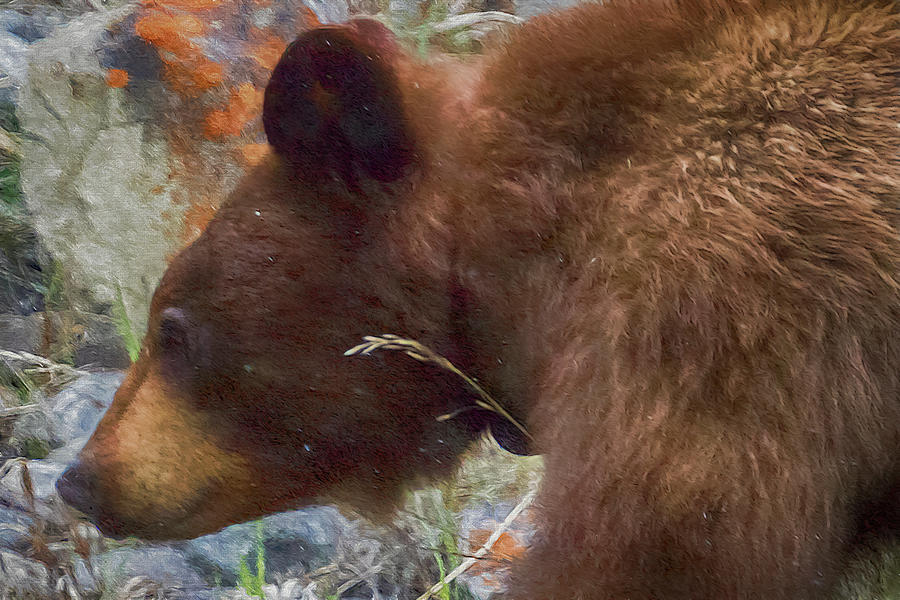 Collared Cinnamon Black Bear At Vermillion Lakes Painterly Photograph
