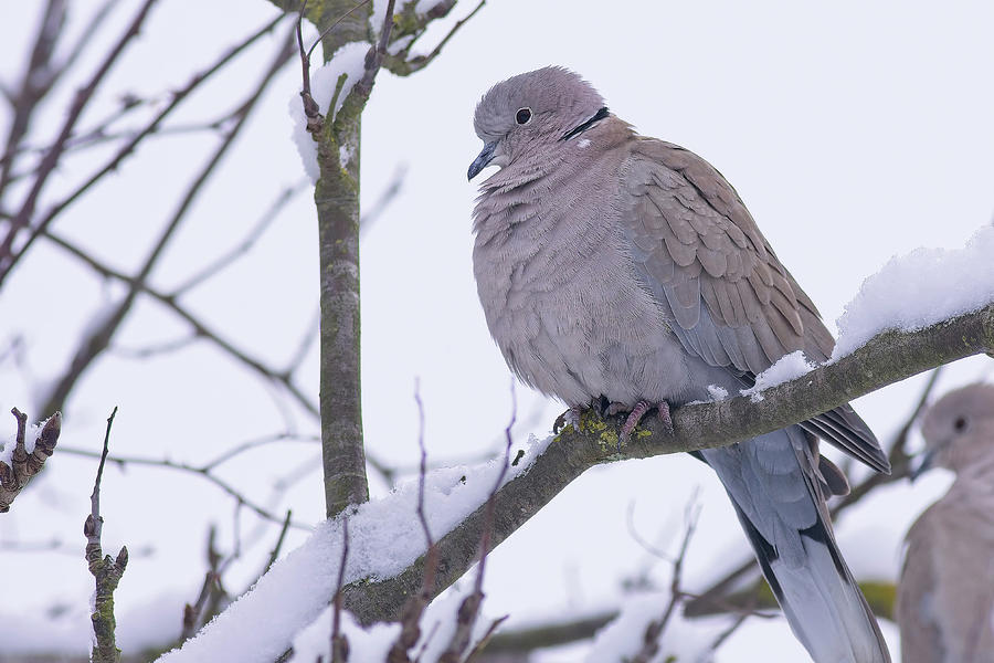 Collared Dove, Streptopelia decaocto, perched on a snowy branch Photograph by Tony Mills