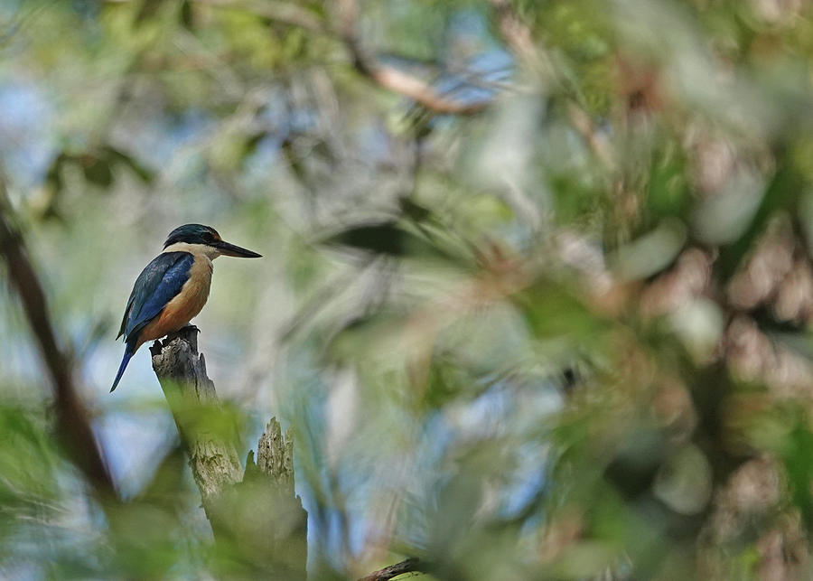 Sacred Kingfisher in the Forest Photograph by Maryse Jansen