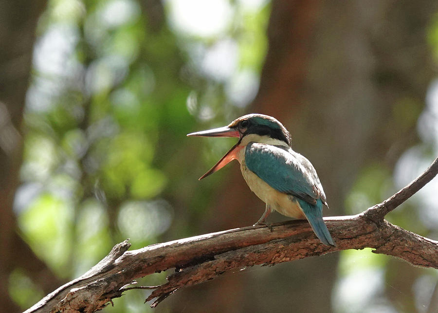 Sacred Kingfisher Photograph by Maryse Jansen